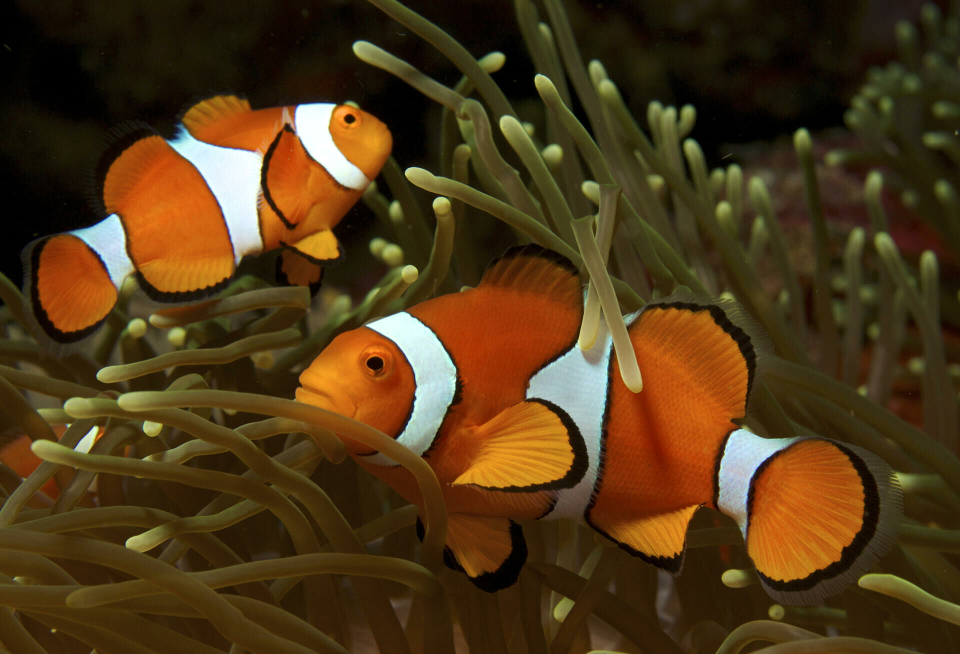 Imagem do Peixe-palhaço